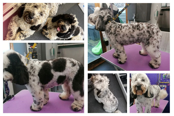 Dog Grooming Photo 1