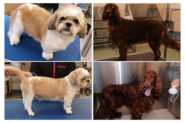 Dog Grooming Photo 2