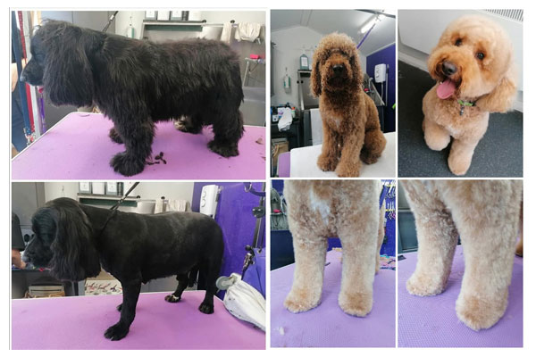 Dog Grooming Photo 4
